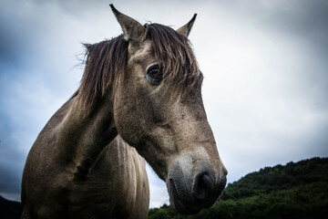 portraits of spanish racehorses