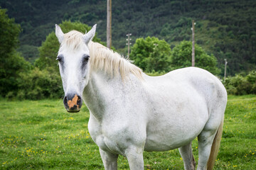 Obraz na płótnie Canvas portraits of a white horse.