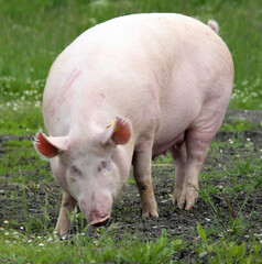 Domestic pig lives on fresh grass on meadow