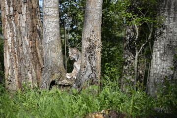 Lynx in the trees