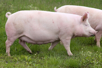 Domestic pig lives on fresh grass on meadow