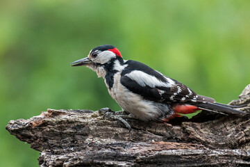 Great spotted woodpecker / greater spotted woodpecker (Dendrocopos major) male foraging on tree stump