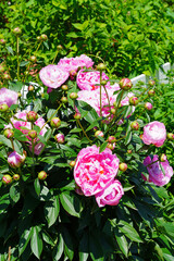 Fragrant herbaceous pink peony flower in bloom