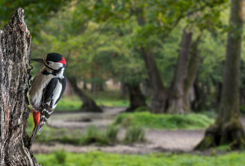 Great spotted woodpecker / greater spotted woodpecker (Dendrocopos major) male hammering on tree stump in forest