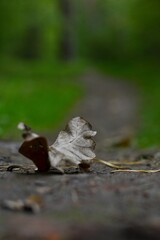 a dry oak leaf is lying on the ground, the background is blurred
