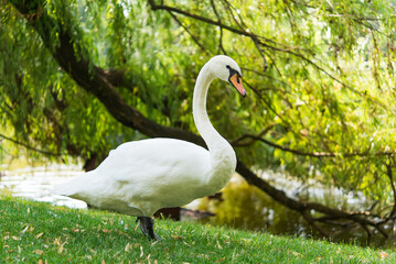 White swan on the grass