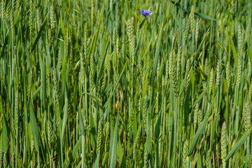 The surface of a wheat field at the golden hour in Ukraine. Copy space.