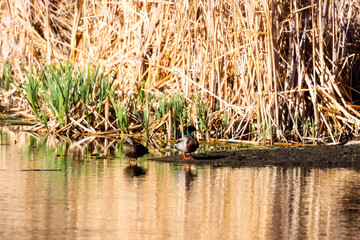 Mallard Ducks