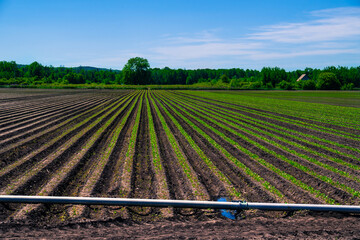 early season vegetable farm field with growing rows and irrigation line in the foreground 