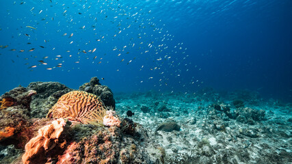 Seascape in turquoise water of coral reef in Caribbean Sea / Curacao with Sea Anemone, fish, coral and sponge