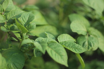 Potato Plant in Backyard Garden