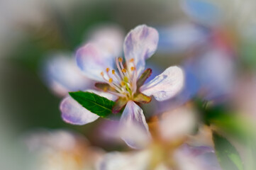 Obraz na płótnie Canvas Apple blossoms close up