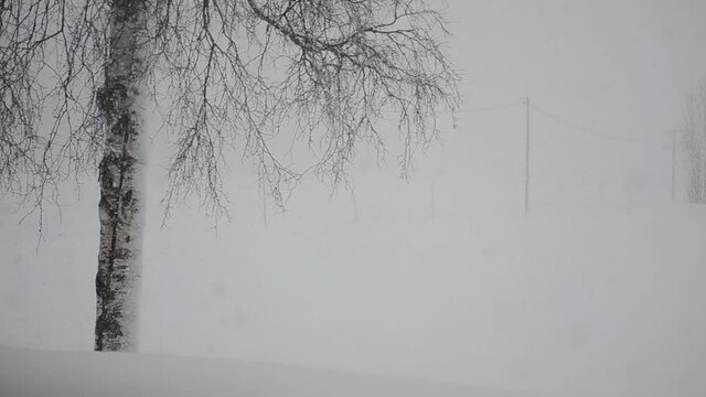 heavy snowfall blizzard over forest
