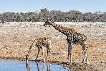 Fototapeta na wymiar Two Angolan / Namibian giraffes (Giraffa camelopardalis angolensis) at a waterhole in Etosha National Park, Namibia.