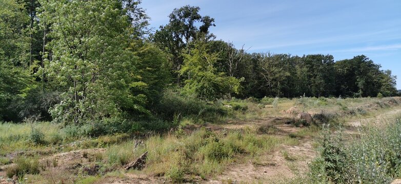 Hambacher Forst Germany