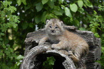 Lynx kitten on log