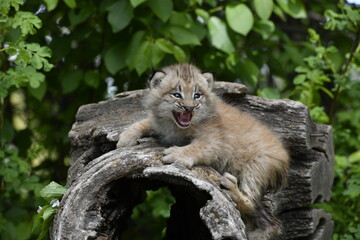 cat on the tree