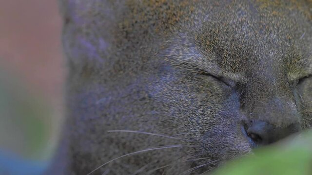Rare wild jaguarundi, wild cut native of Americans in the rainforest jungle of Bolivia.