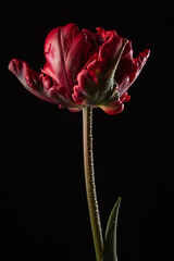 Disheveled red tulip in drops of water backlit on a black background