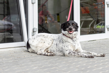 A dog tied with a leash to a door handle at the entrance to supermarket.