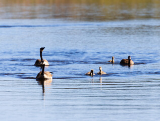 Canada Geese and Goslings