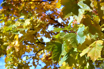 Obraz premium Yellow maple leaves on a tree. Against the blue sky. Magic October. Background