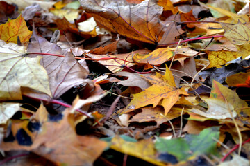 Yellow maple leaves on the ground. Magical October. Backround.