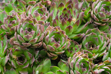 Obraz premium Houseleek plant macro