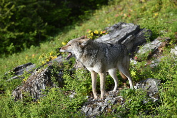 Coyote mouth open