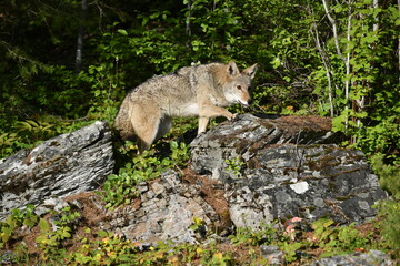 Coyote walking