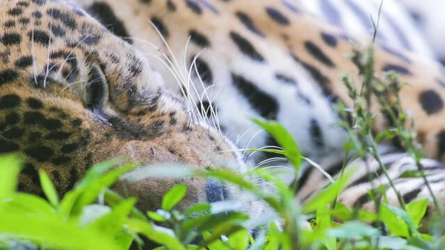 Big wild cat, wild jaguar in the rainforest of Bolivia. Adult jaguar resting among green vegetation.