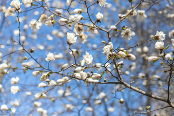 Magnolia tree blossom with blue sky background. White flowers