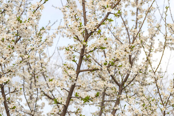 Apple tree in blossom with white flowers on blue sky background in spring day. Closeup