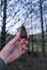 hand holding pine cone
