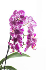 Fototapeta premium Purple orchid flowers and green leaves isolated on white background. Phalaenopsis Orchid.