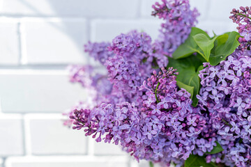 Bunch of lilac on background of white brick wall in a sunny spring day. Branches of blooming purple lilac flowers, decor idea concept, close-up, copy space