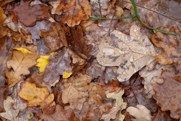 A layer of wet oak foliage on the ground