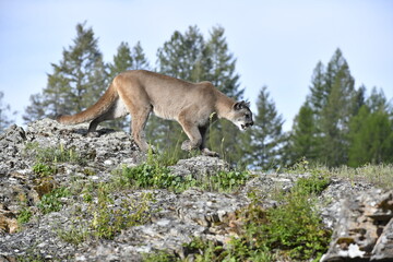Mountain lion jump