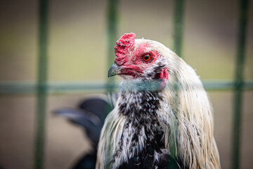 Black and white rooster portrait in summer behind the fence