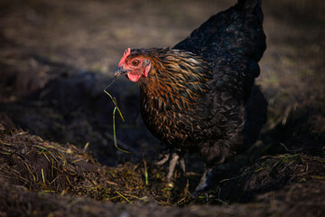Black hen with ginger feather neck in the ground of poultry-yard with a grass in its beak