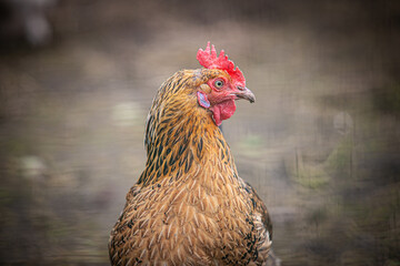 Ginger rooster portrait outside in summer