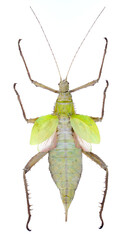 Still photo of Malayan jungle nymph, Heteropteryx dilatata