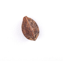 single buckwheat in a peel on white background