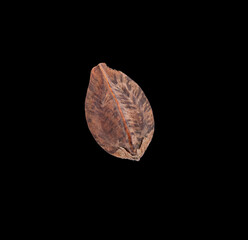 Naklejka premium single buckwheat in a peel on black background