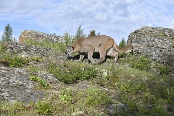 Mountain lion stocking