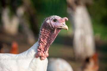 Portrait of white turkey outside in the summr farm yard.