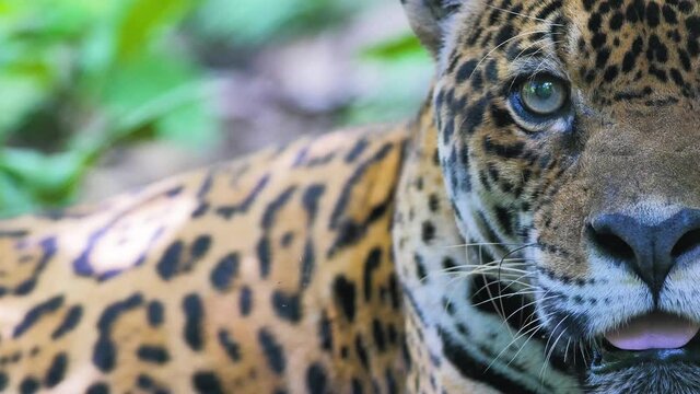 Big wild cat, wild jaguar in the rainforest of Bolivia. Adult jaguar resting among green vegetation.
