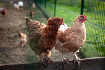 Two ginger feathered hens standing on a wooden fense at the poultry-yard