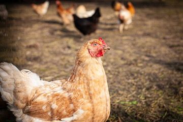 White ginger hen portrait in the warm sunset ligth in summer