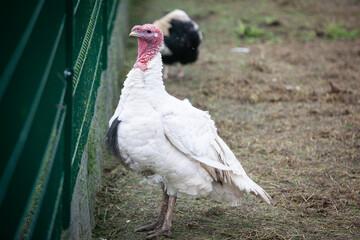 White turkey behind the green metal fence in the farm